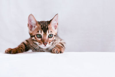 Portrait of cat with kitten against white background