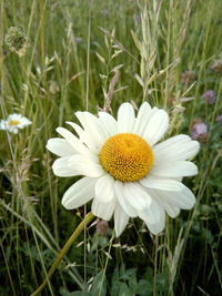 Close-up of yellow flower blooming on field