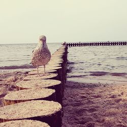 Bird perching on beach against clear sky