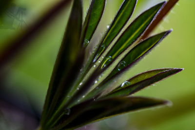 Close-up of raindrops on pine tree