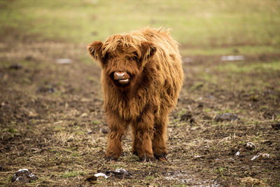 Dog running on field