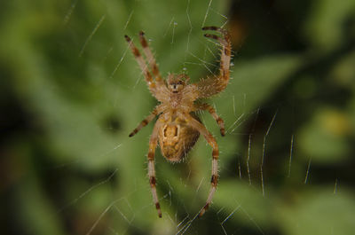 Closeup of a cross spider crowned orb weaver, araneus diadematus on its web. blurred background