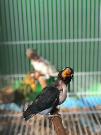 Close-up of birds perching on metal fence