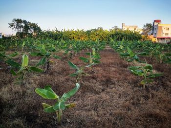 Plant growing on field against sky