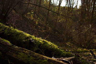 Trees in a forest