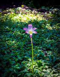 Close-up of pink flower blooming in field