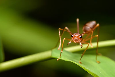 Close-up of insect on plant