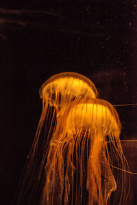 Close-up of jellyfishes swimming in sea