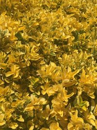 Full frame shot of yellow flowering plants