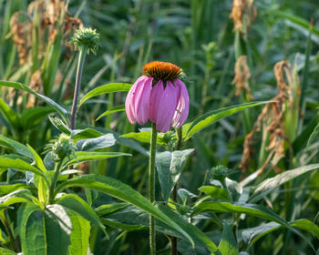 Another lavender coneflowers opening up this season