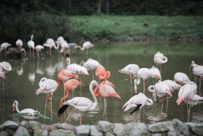 A group of flamingo in a pond