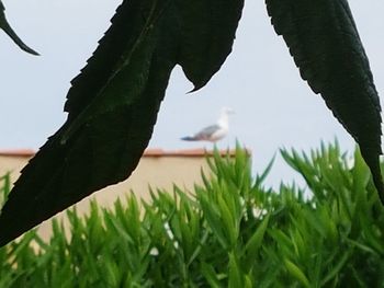 Close-up of bird on plant against sky