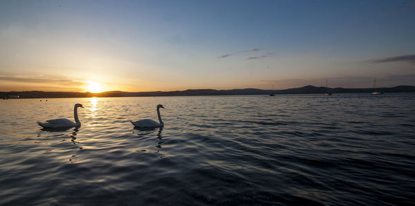 Swans swimming in water at sunset