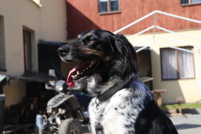 Close-up of a dog looking away