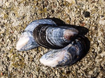 Close-up of shell on rock