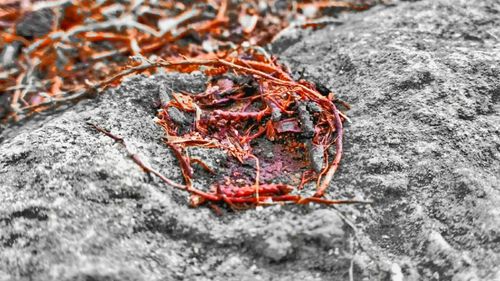 Close-up of dead plant