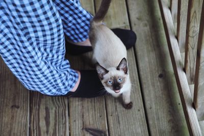 High angle view of cat on wooden floor