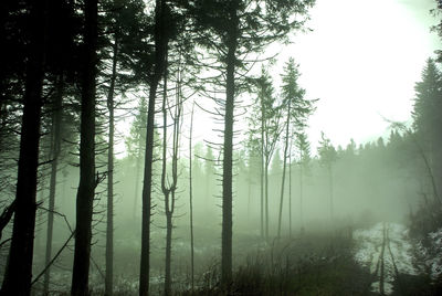 Trees in forest against sky