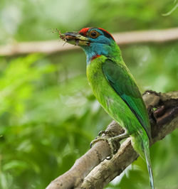 Close-up of bird perching on branch