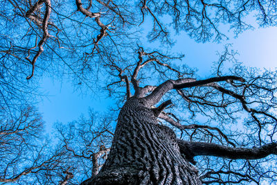 Low angle view of bare tree against blue sky