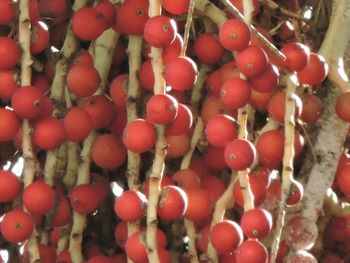 Close-up of red chili peppers