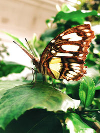 Close-up of butterfly on leaf