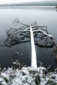 Snow covered plants by lake