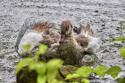 wildlife