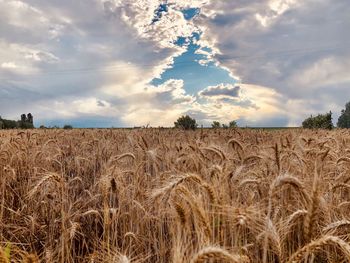 Scenic view of wheat field against sky