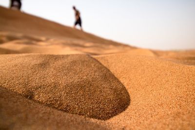 Close-up of wheat on sand at beach against sky