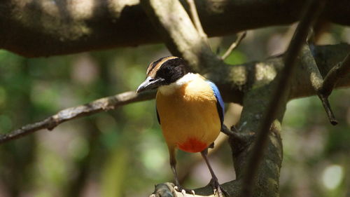 Close-up of bird perching on branch