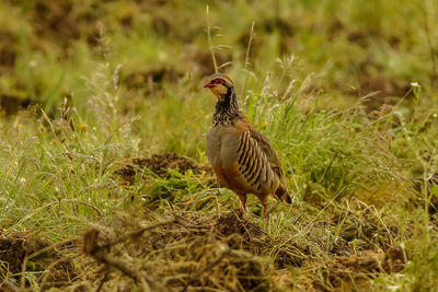 Bird in a field