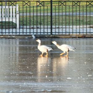 Birds in water