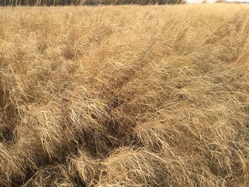 Full frame shot of wheat field