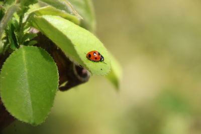 Close-up of ladybug on plant