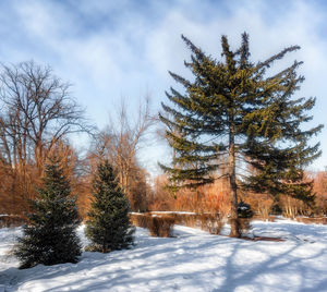 Pine trees on snow covered field against sky