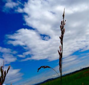 Low angle view of cloudy sky over field