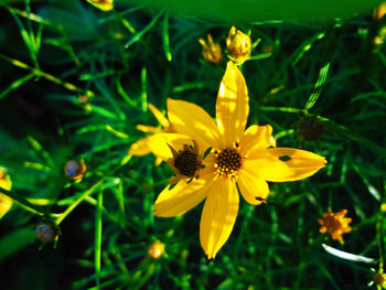 Close-up of yellow flower