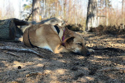 Dog resting on field
