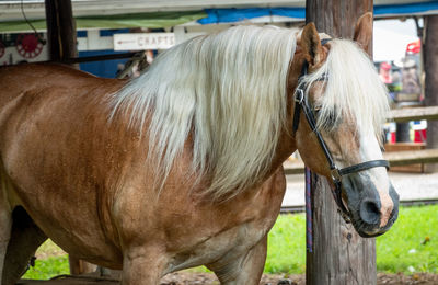 Horse standing in ranch