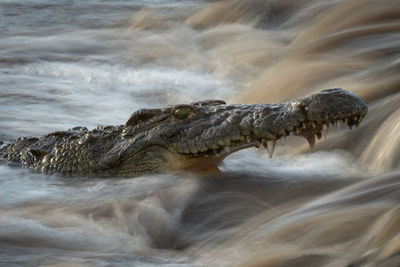 Close-up of nile crocodile fishing by waterfall