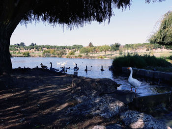 View of birds on beach