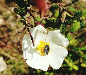 Close-up of white flowers