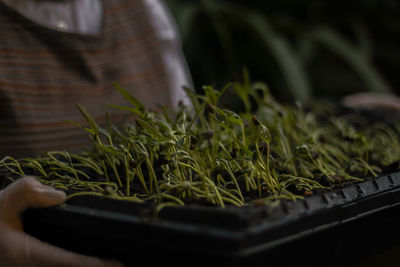 Close-up of hand on potted plant
