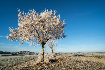 Tree on field against sky