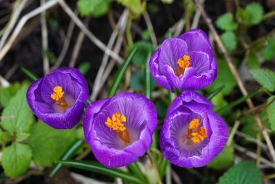flowering plant