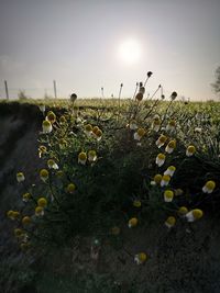 Close-up of flowering plants on field against sky
