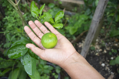 Close-up of hand holding fruit