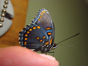 Close-up of butterfly on hand