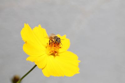 Close-up of insect on yellow flower